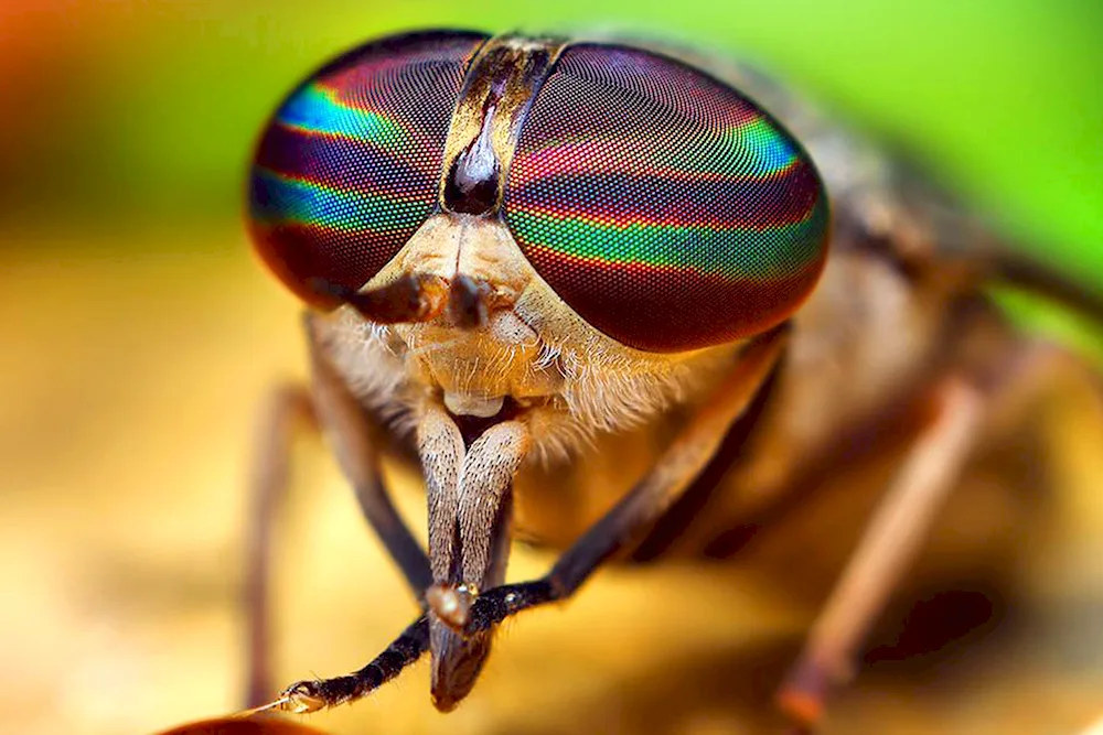 Faceted eyes of insects