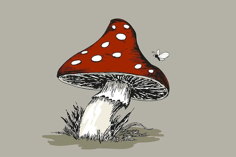Fly mushroom drawing