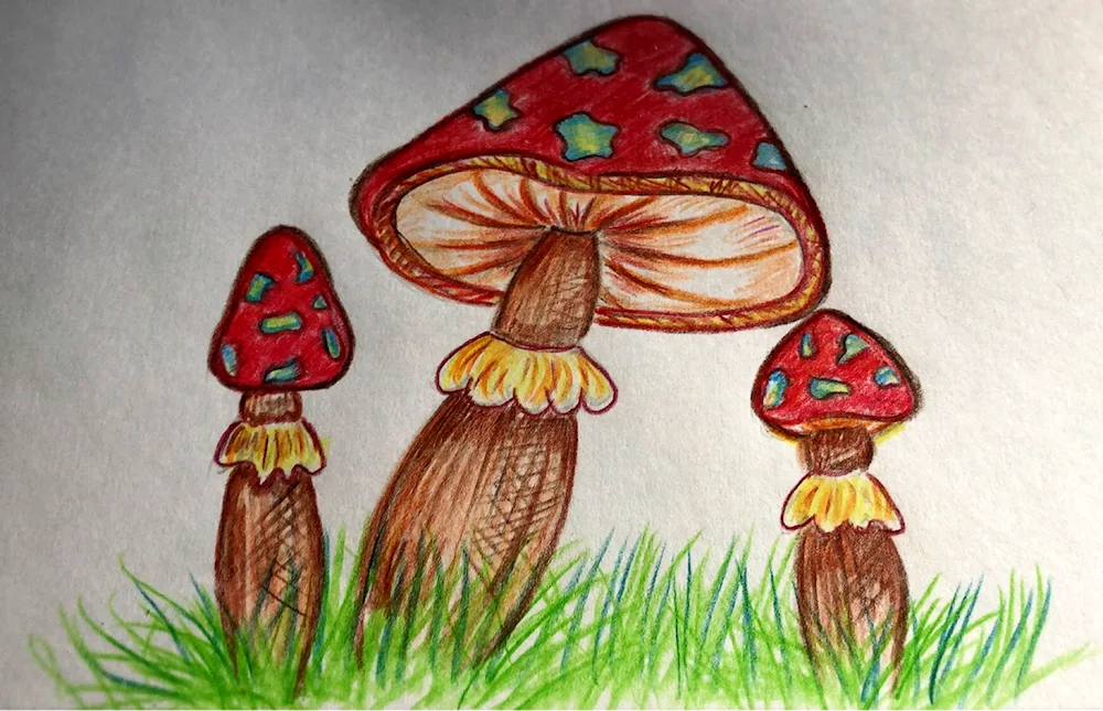 Mushroom colouring