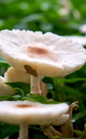 Yellow-legged fly mushroom