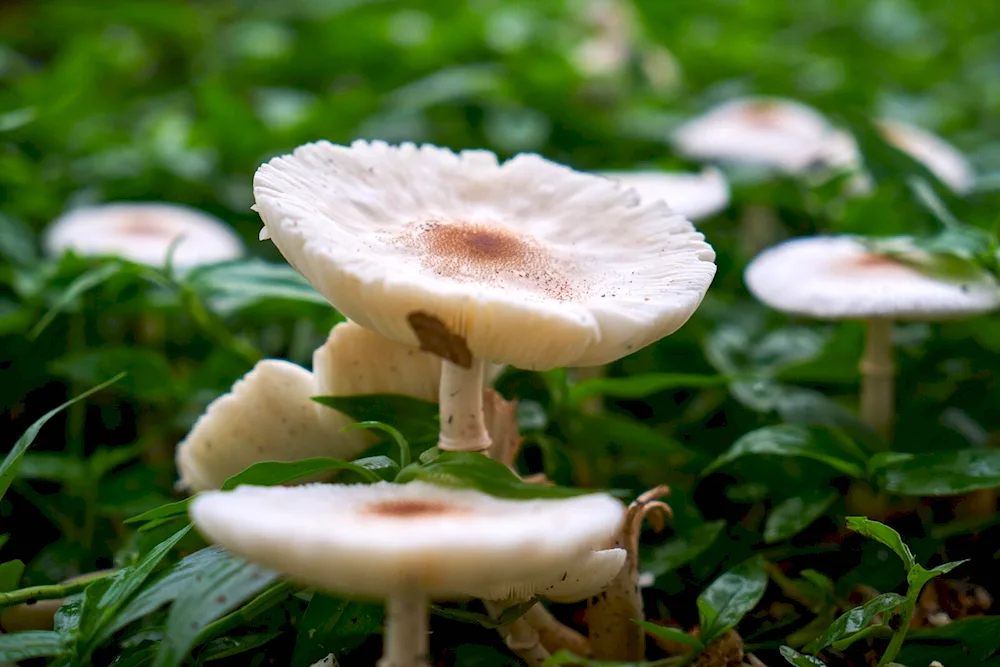 Yellow-legged fly mushroom