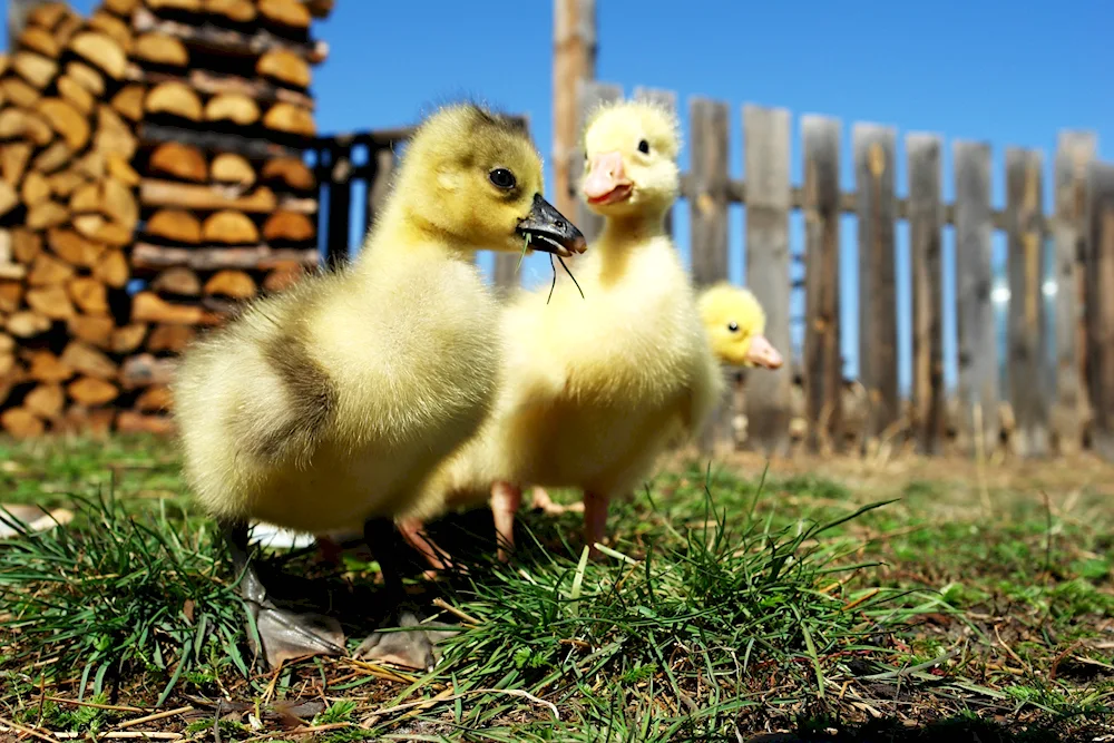 Mulard duck chicks