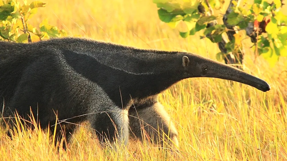 Giant anteater of South America