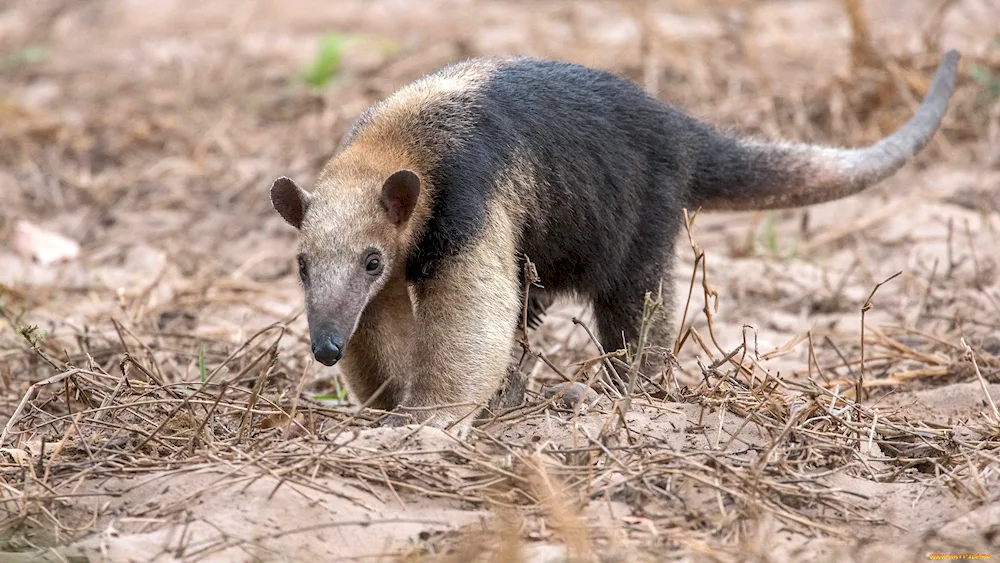 Giant anteater of South America