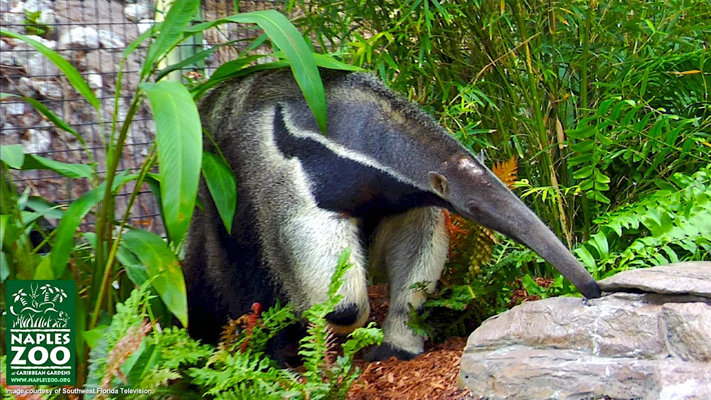 Argentina giant anteater anteater