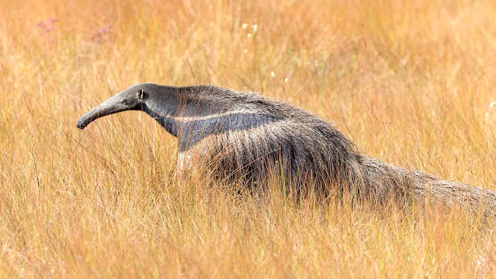 Yurumi anteater