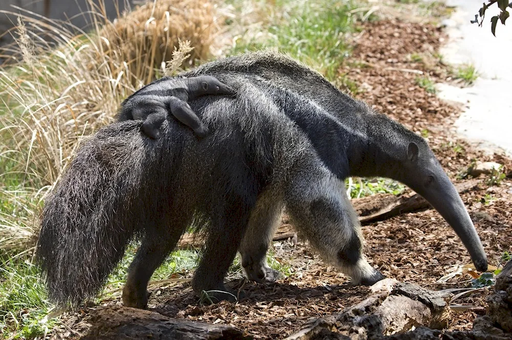 Giant anteater of South America