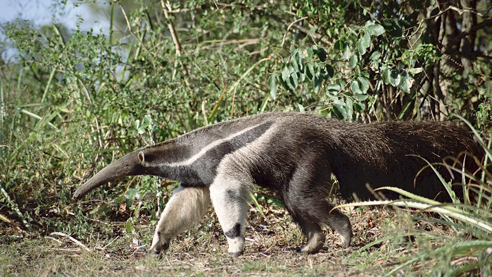 Anteater anteater