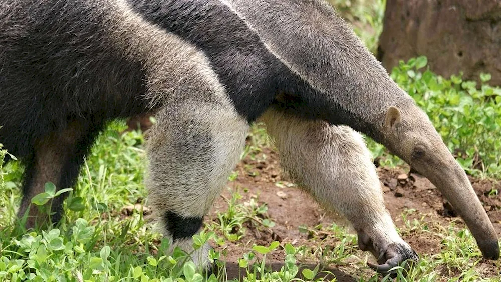 Tamandua anteater of South America