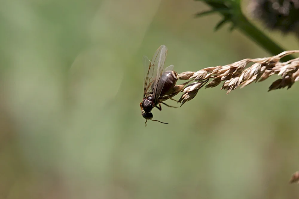 Ants with wings