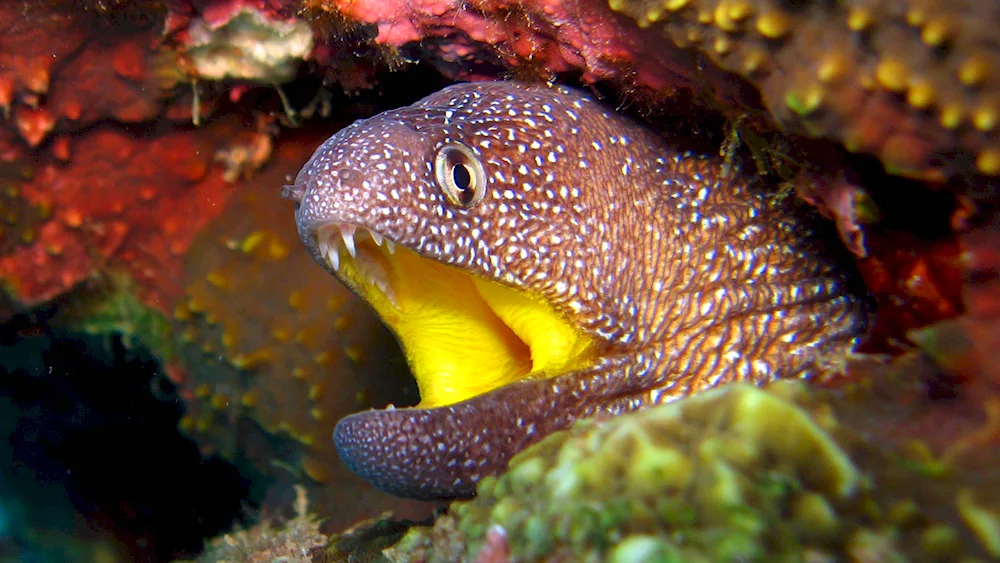 Mediterranean moray eel. moray