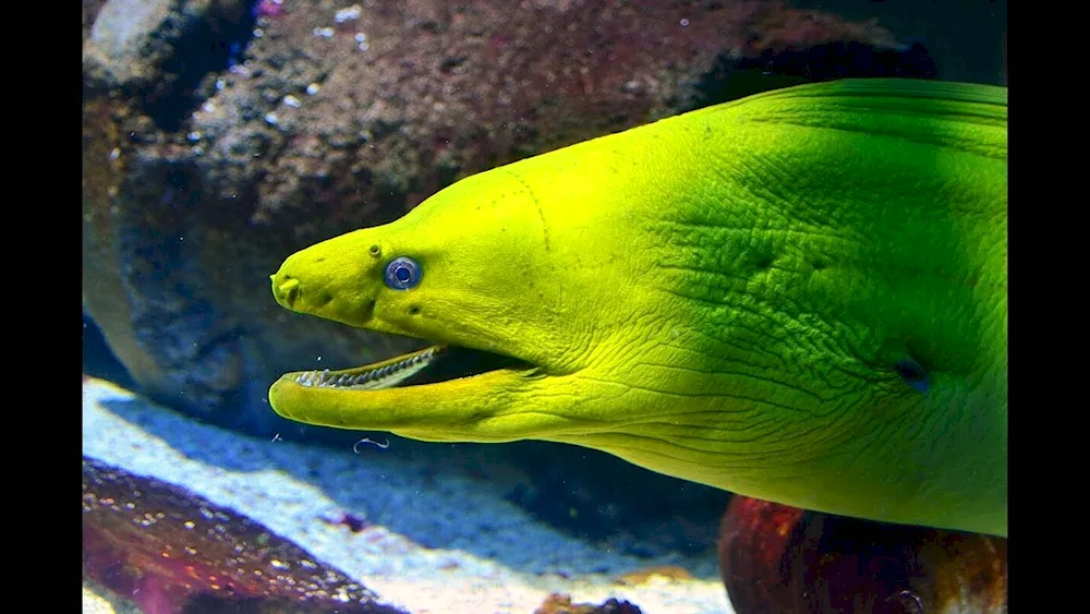 Black moray eel fish