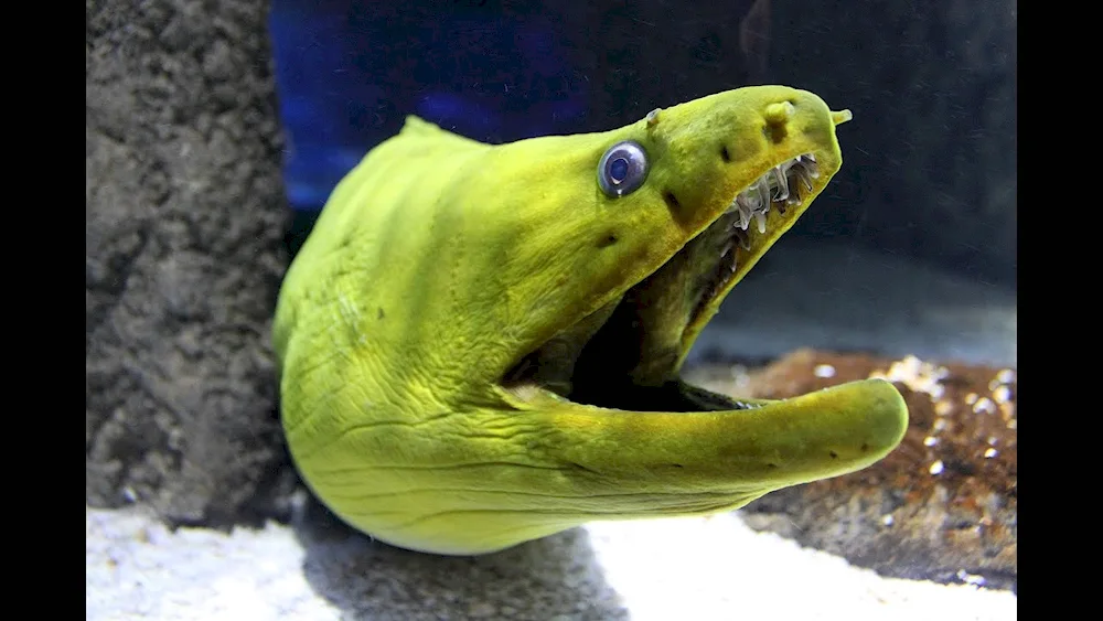 Black-spotted moray eel fish