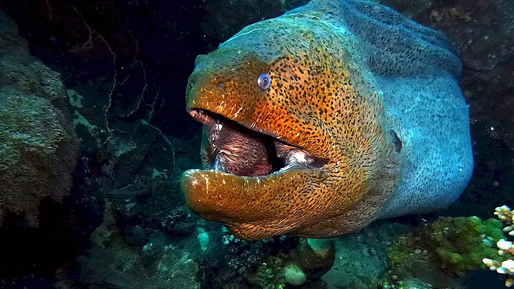 Mediterranean moray eel fish