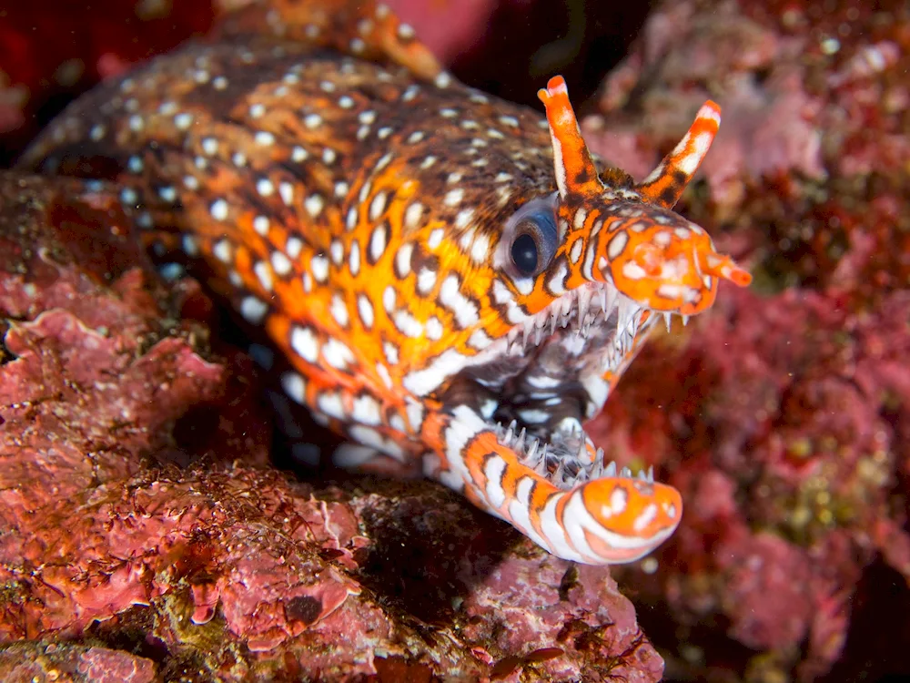 Black-spotted moray eel