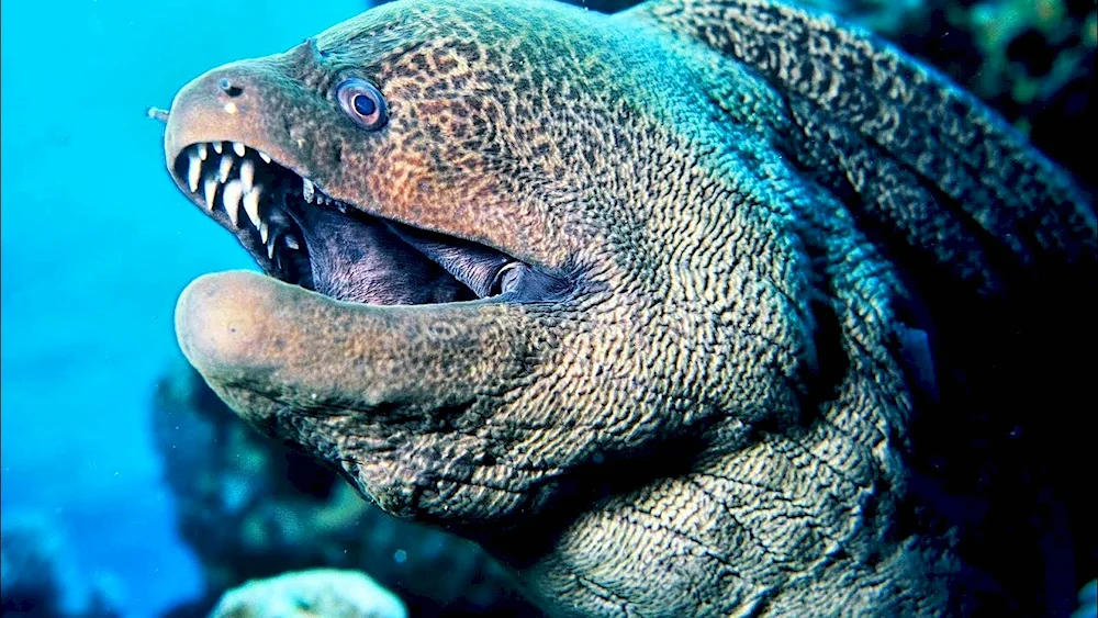 Deohistoric moray eel