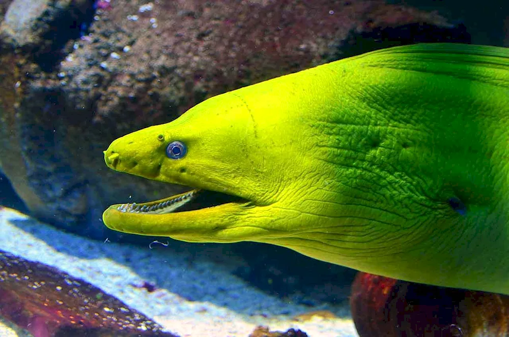 Sea snake moray eel