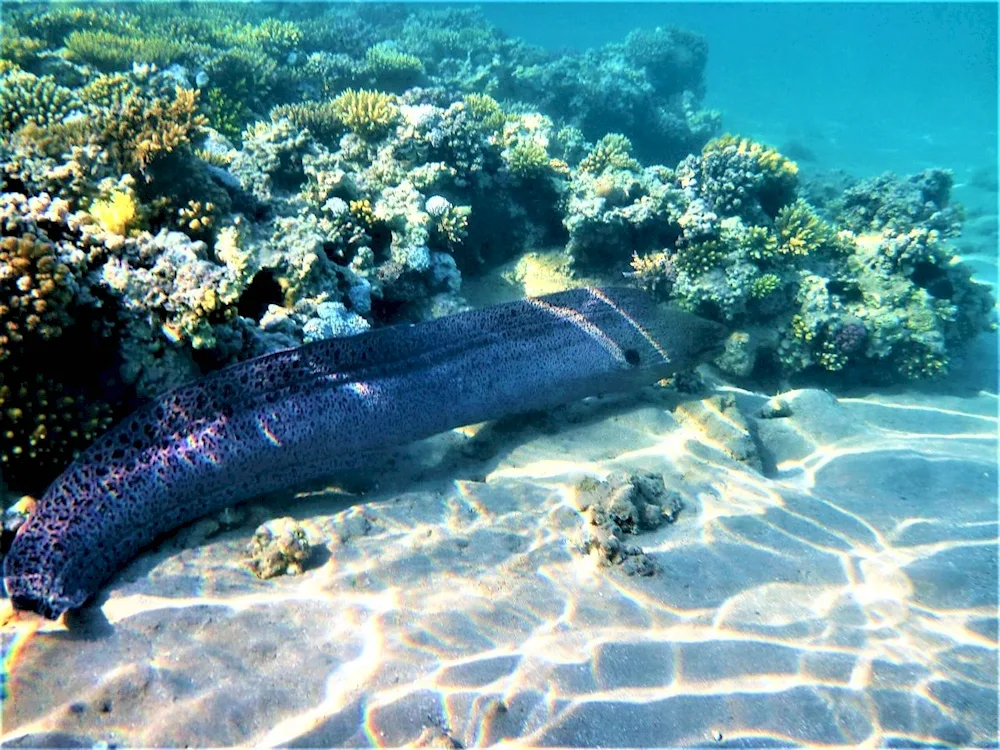 Mourene and sea eels