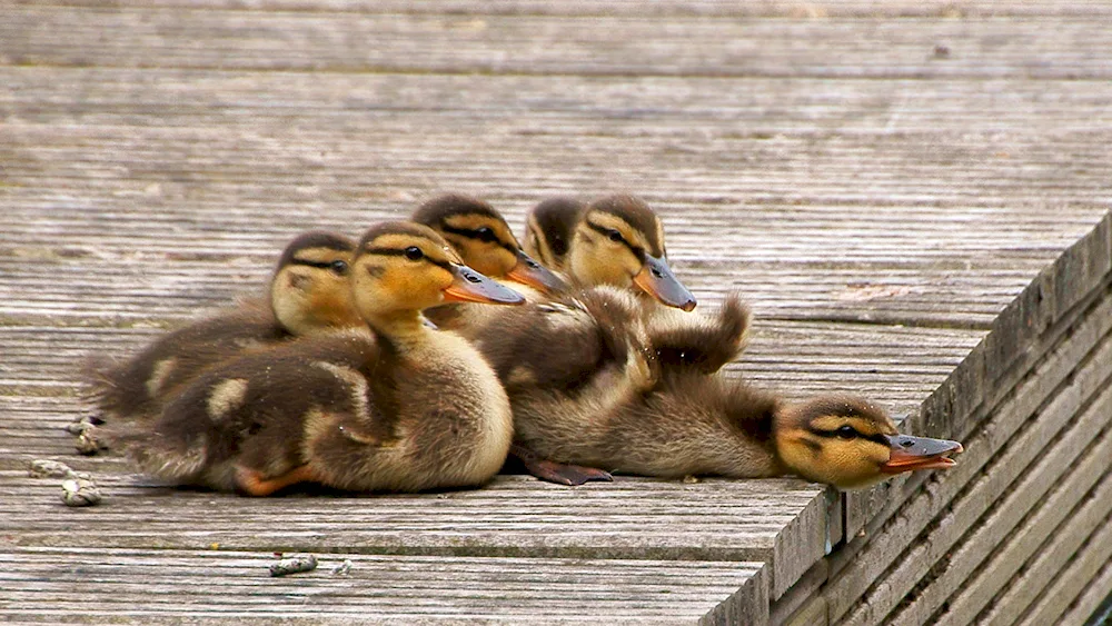 Mulard ducklings