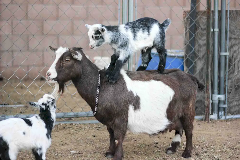 Murcia Granada goats