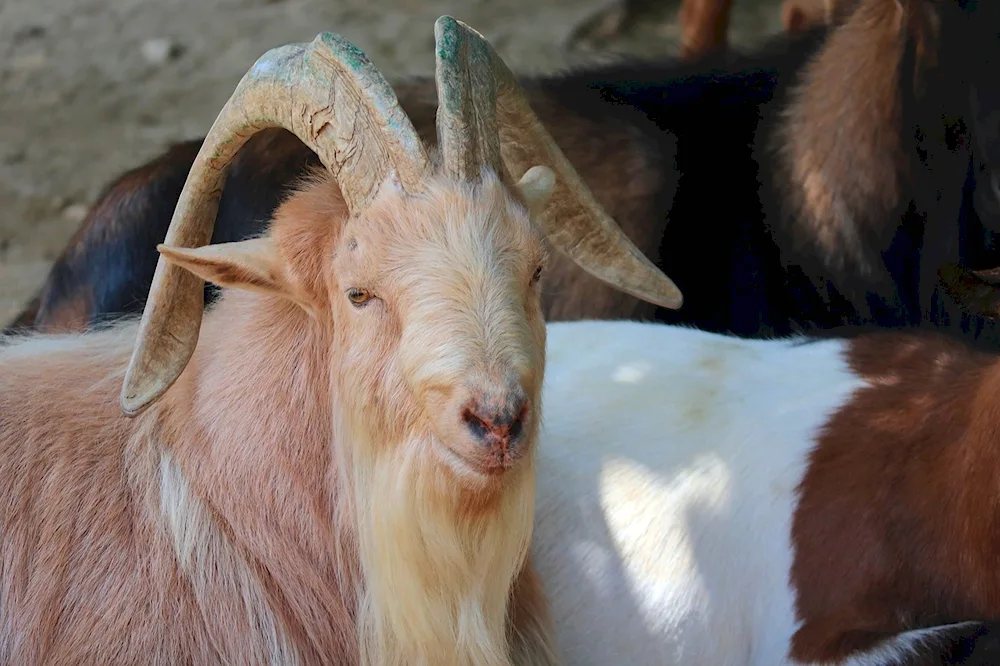 Nubian goats Shami