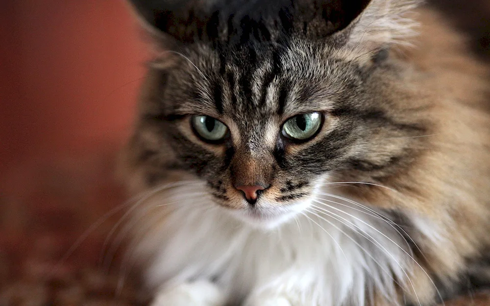 Siberian longhair cat