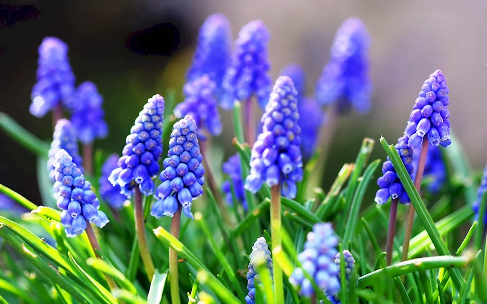 Flowers snowdrops crocus hyacinths