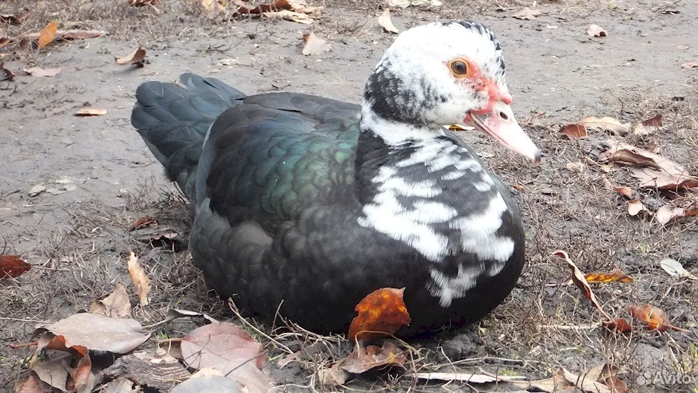 Musk white turkey