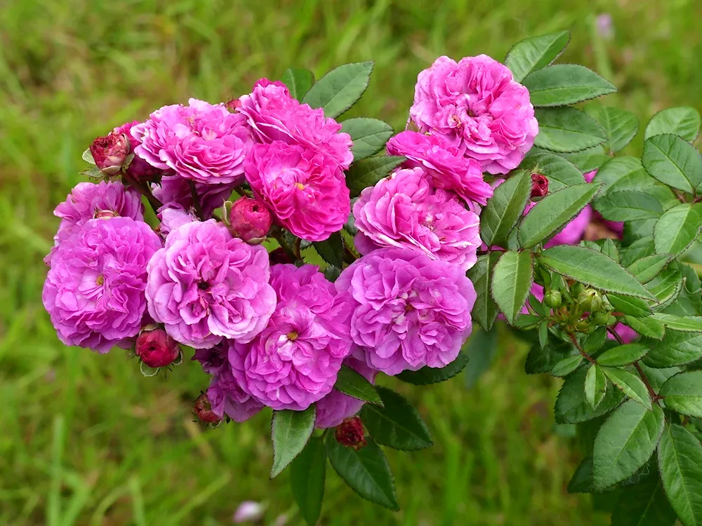 Musk rose alleluia