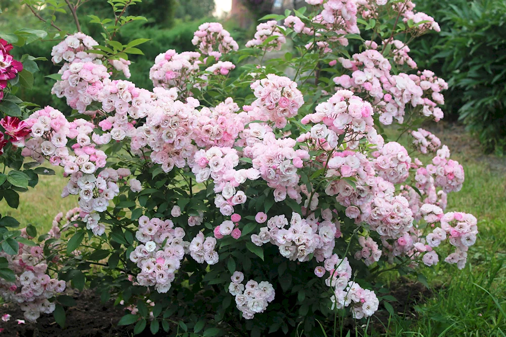 Musk Rose Havenly Pink