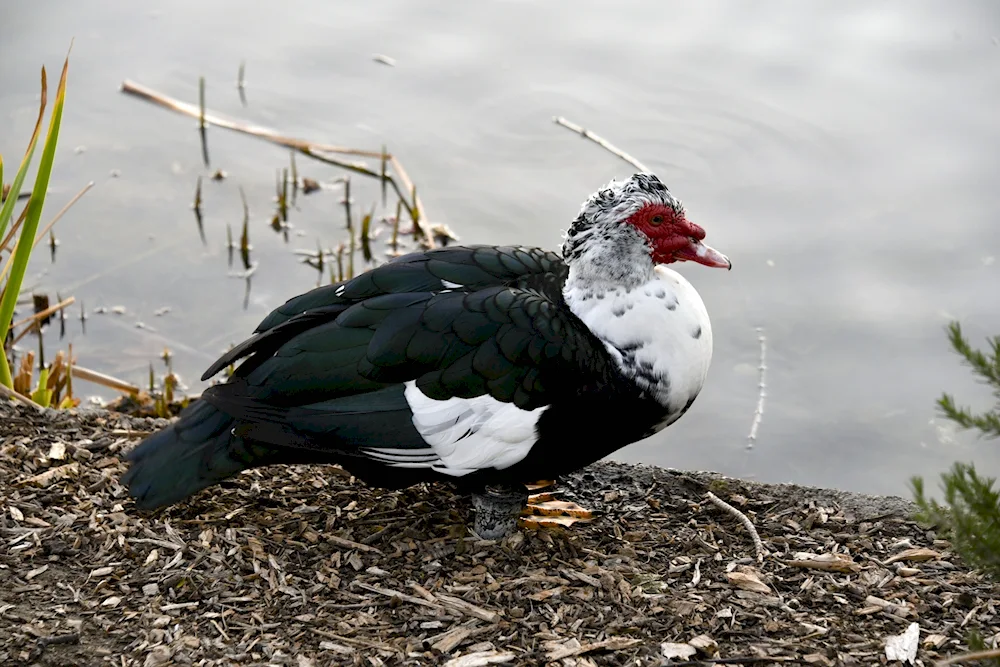 Musk white turkey