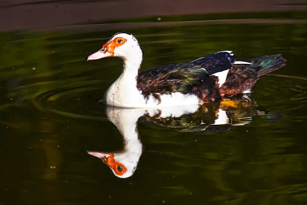 Blue musk duck