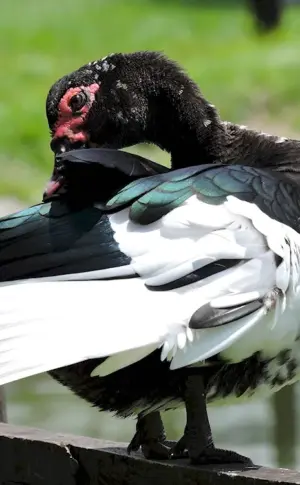 Black musk duck