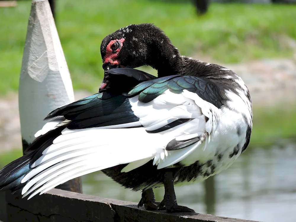 Black musk duck