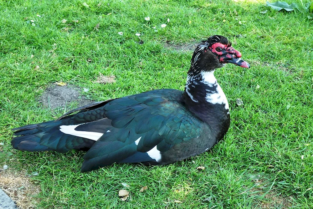 Musk duck and turkey