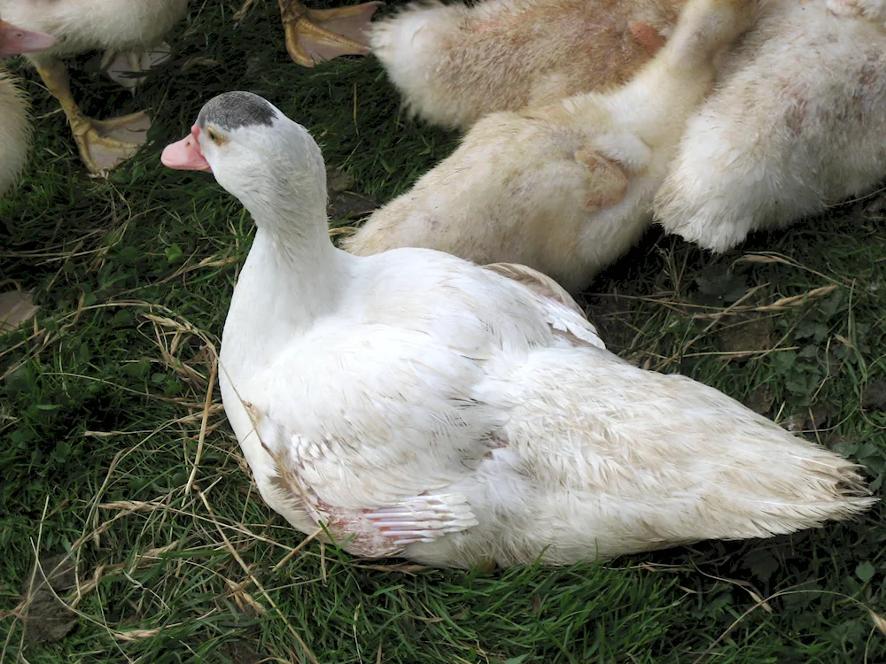 French musk duck