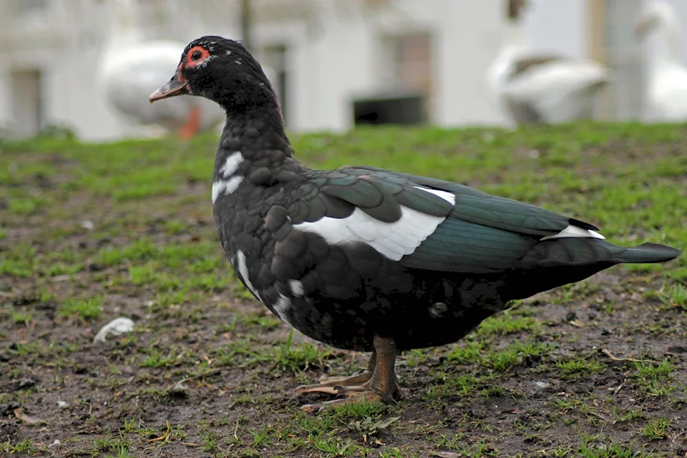 Musk duck