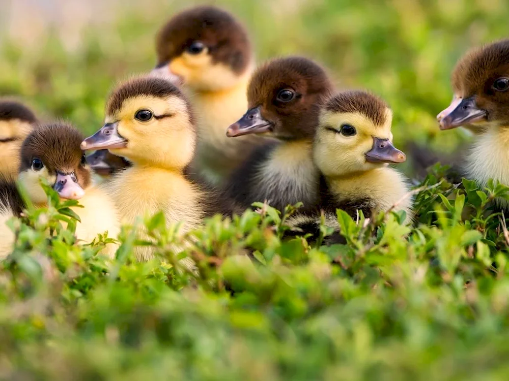 Musky duck chick chick chicks
