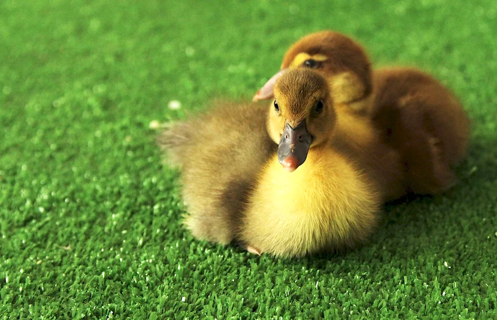 Mulard duck chick