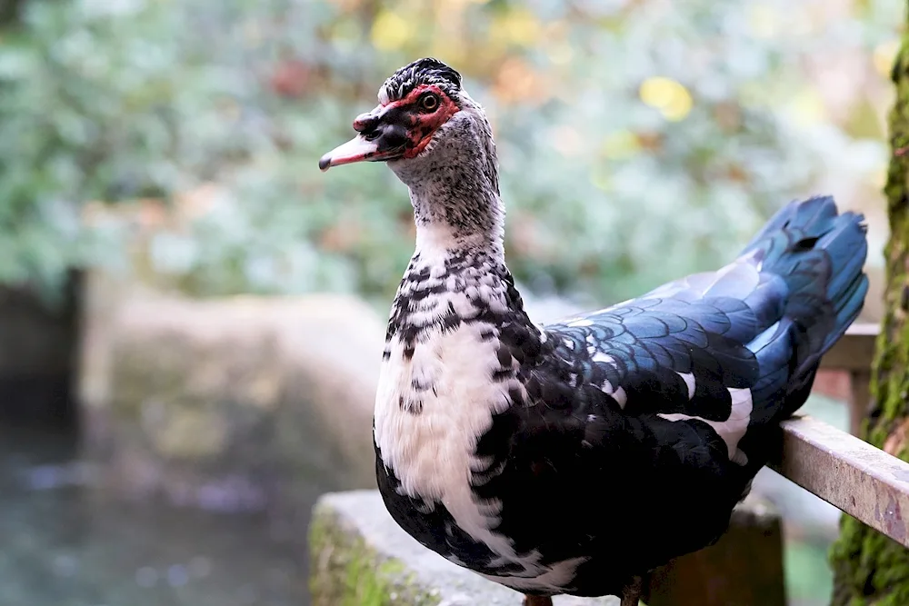 Musk duck in the wild