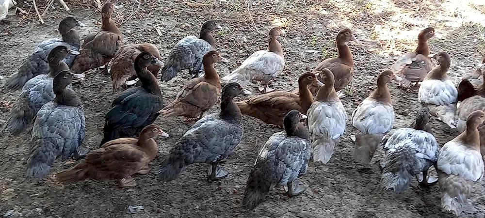 Musk ducks heavy lines