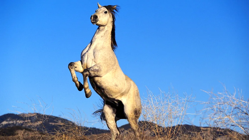 Horses Grey Mustang