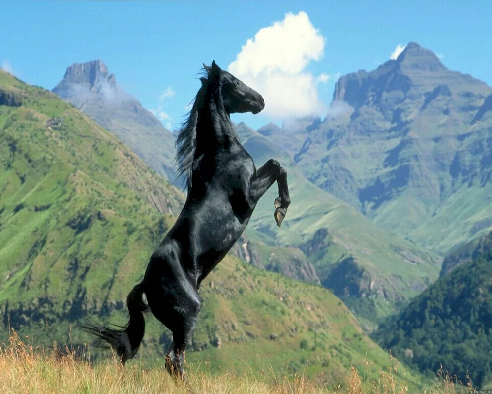 Horse wallpaper