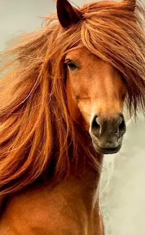 Mustang horse red