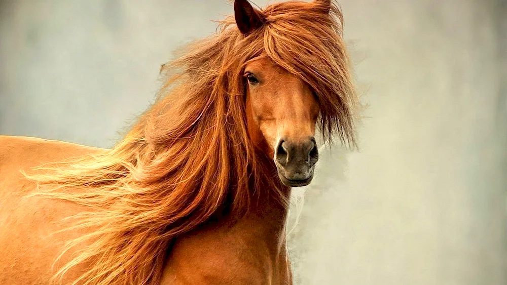 Mustang horse red