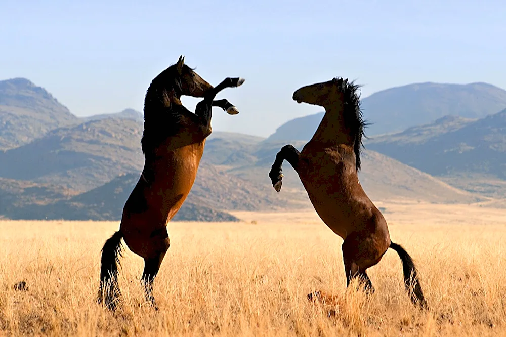 Chestnut Mustang