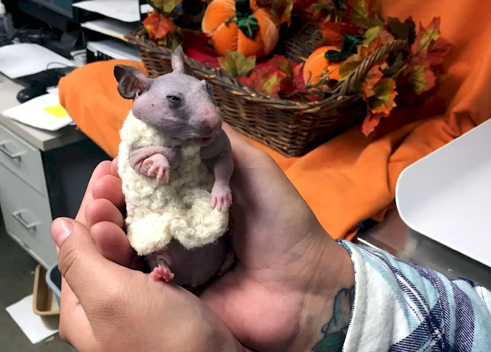 Bald. Baldwin guinea pig