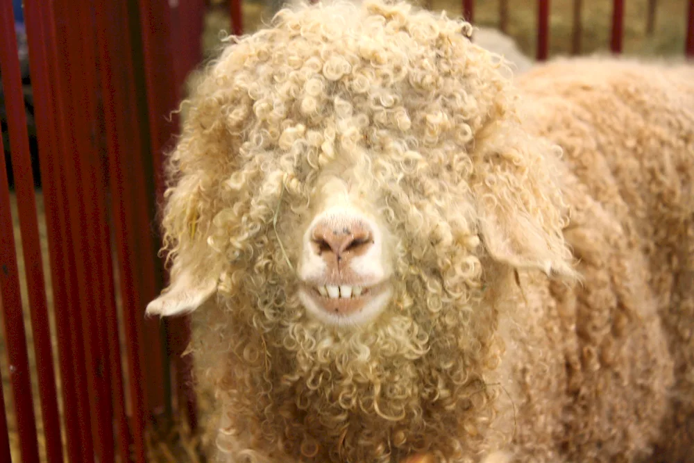 Choban shepherd