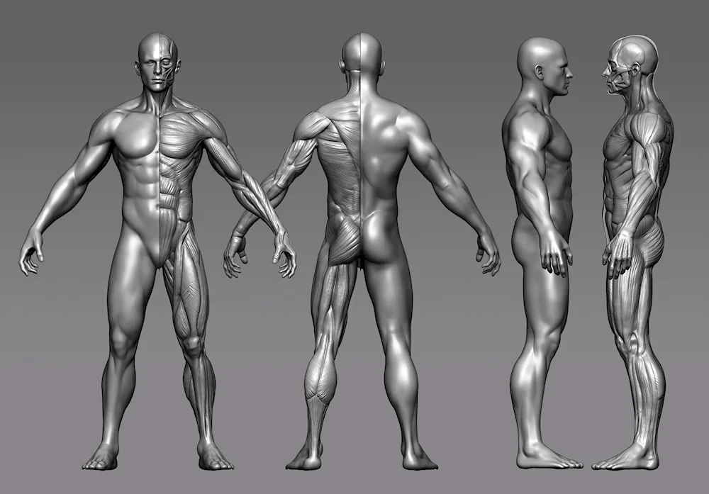 Zbrush 3d