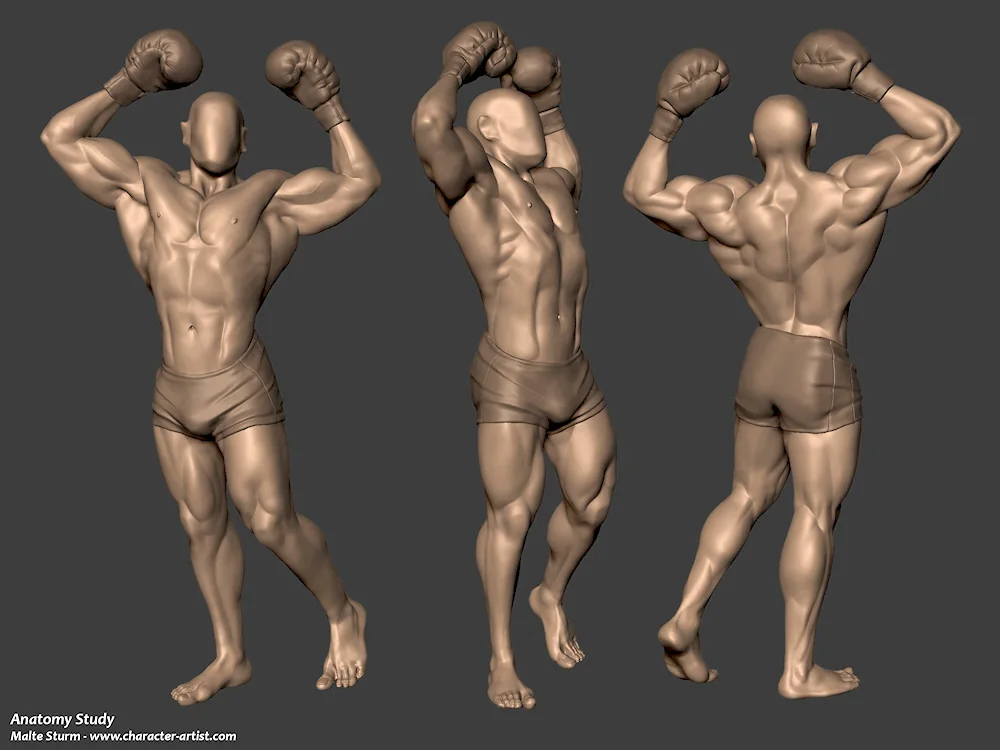 Torso model